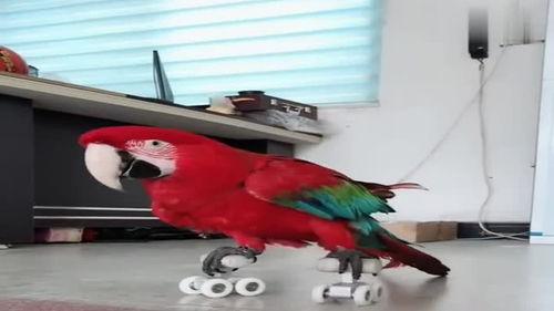 八哥最新爆料视频,揭秘娱乐圈惊人内幕！